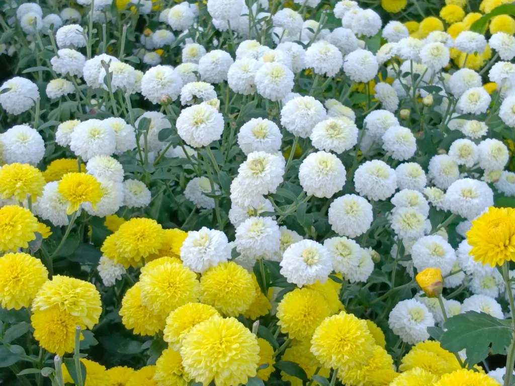 杭菊花