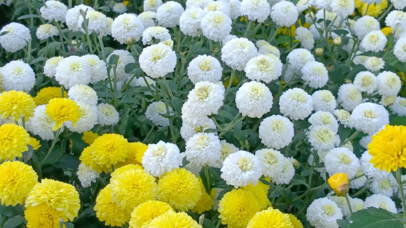 杭菊花