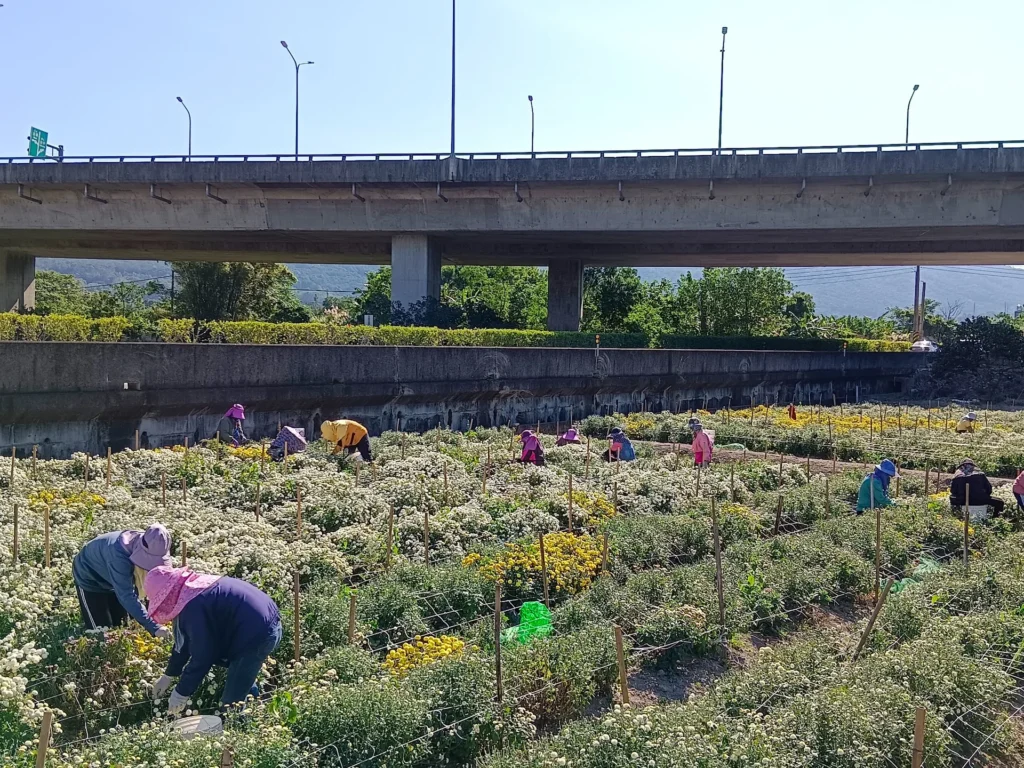 黃白花毯限定登場