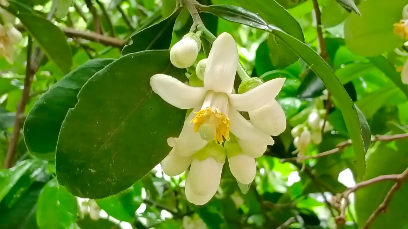 柚香露露柚子花開