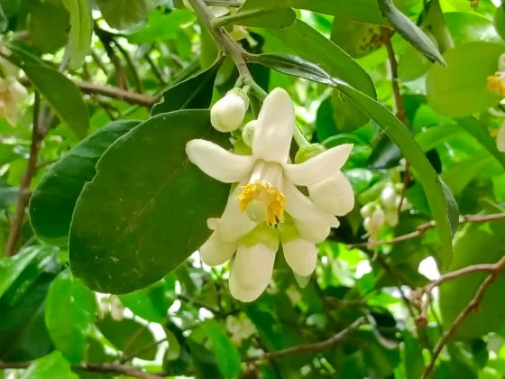 柚香露露柚子花開